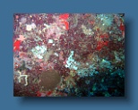 Helengeli 335